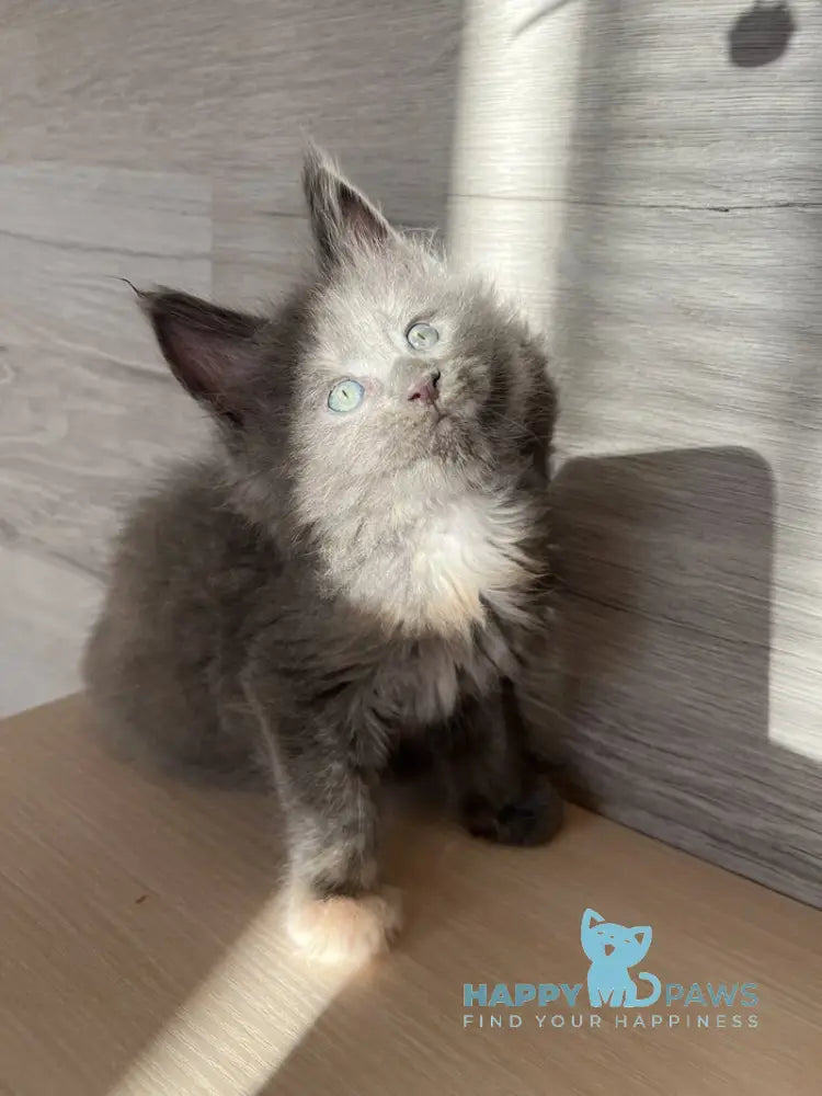 Patrik Maine Coon female blue tortie live animals