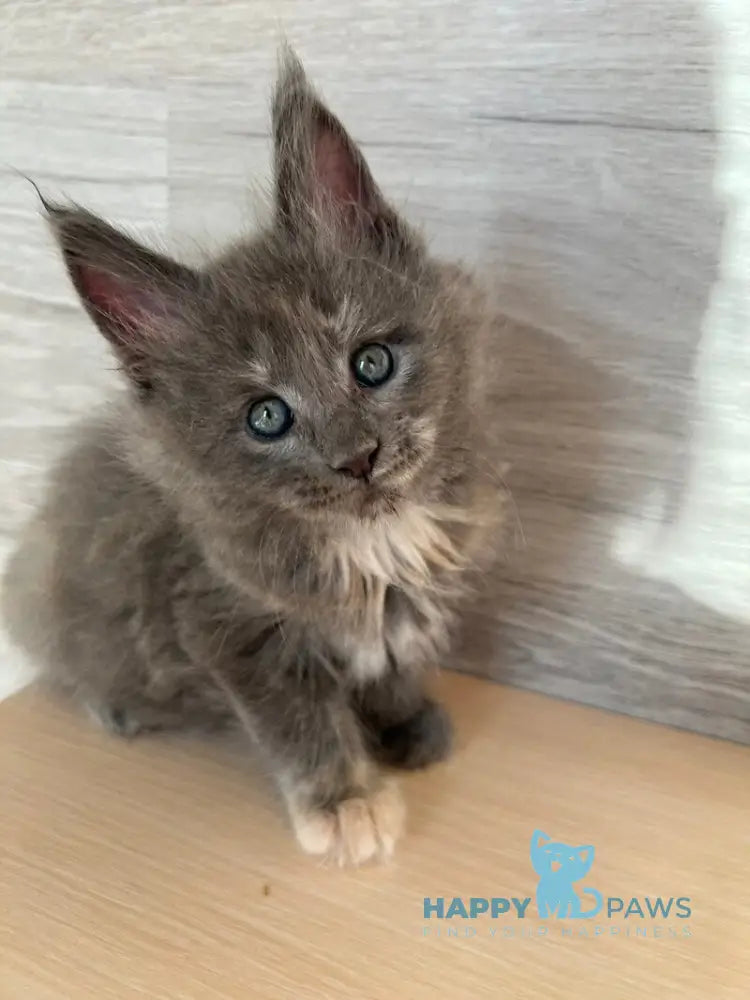 Patrik Maine Coon female blue tortie live animals