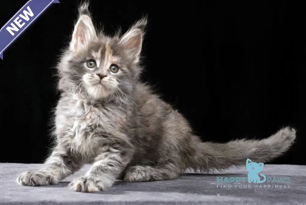 Patricia Maine Coon female blue tortie tabby live animals