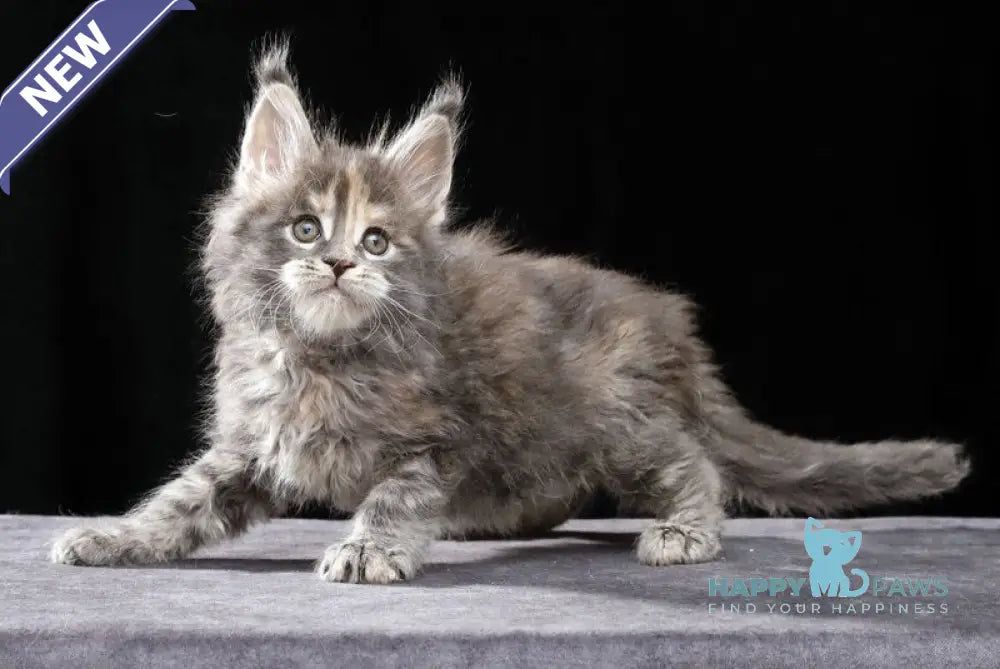 Patricia Maine Coon female blue tortie tabby live animals