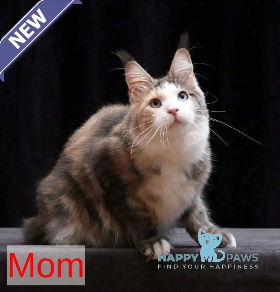 Patricia Maine Coon female blue tortie tabby live animals