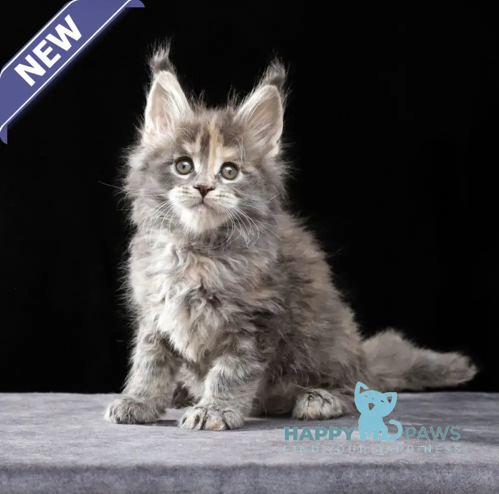 Patricia Maine Coon female blue tortie tabby live animals