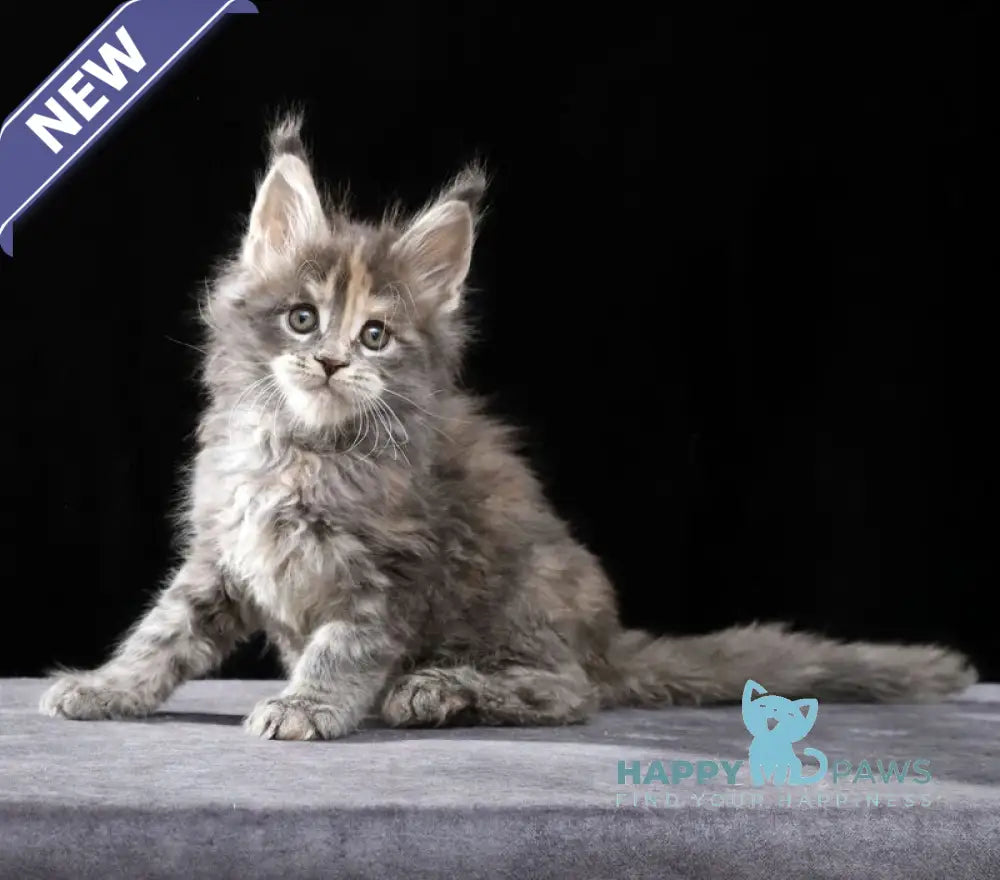Patricia Maine Coon female blue tortie tabby live animals