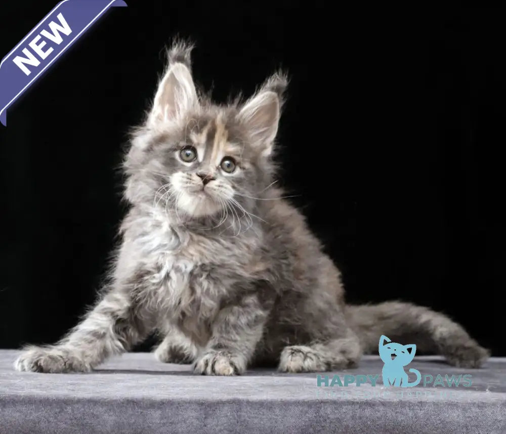 Patricia Maine Coon female blue tortie tabby live animals