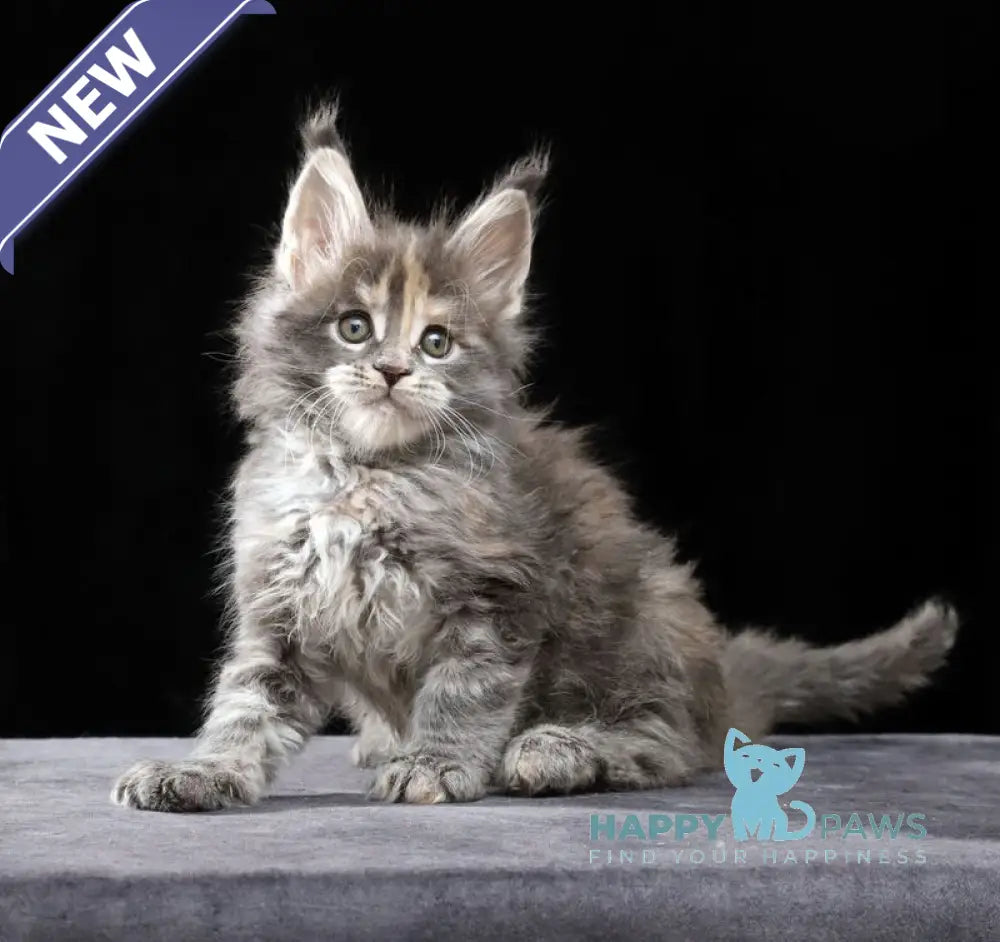 Patricia Maine Coon female blue tortie tabby live animals