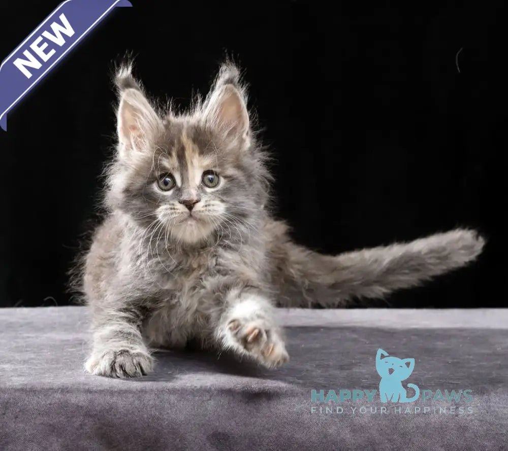 Patricia Maine Coon female blue tortie tabby live animals