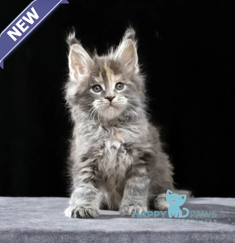 Patricia Maine Coon female blue tortie tabby live animals