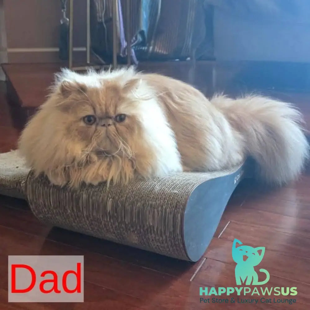 Patricia Persian female blue tortie - live animals