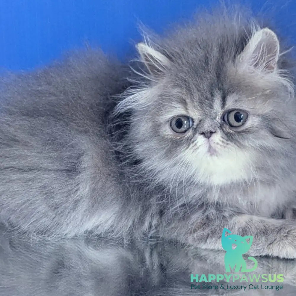 Patricia Persian female blue tortie - live animals