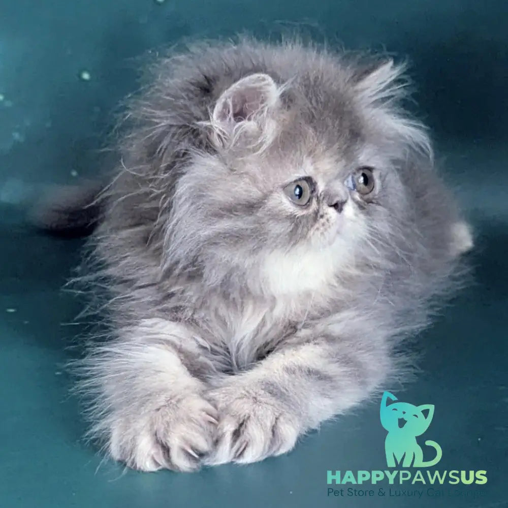 Patricia Persian female blue tortie - live animals