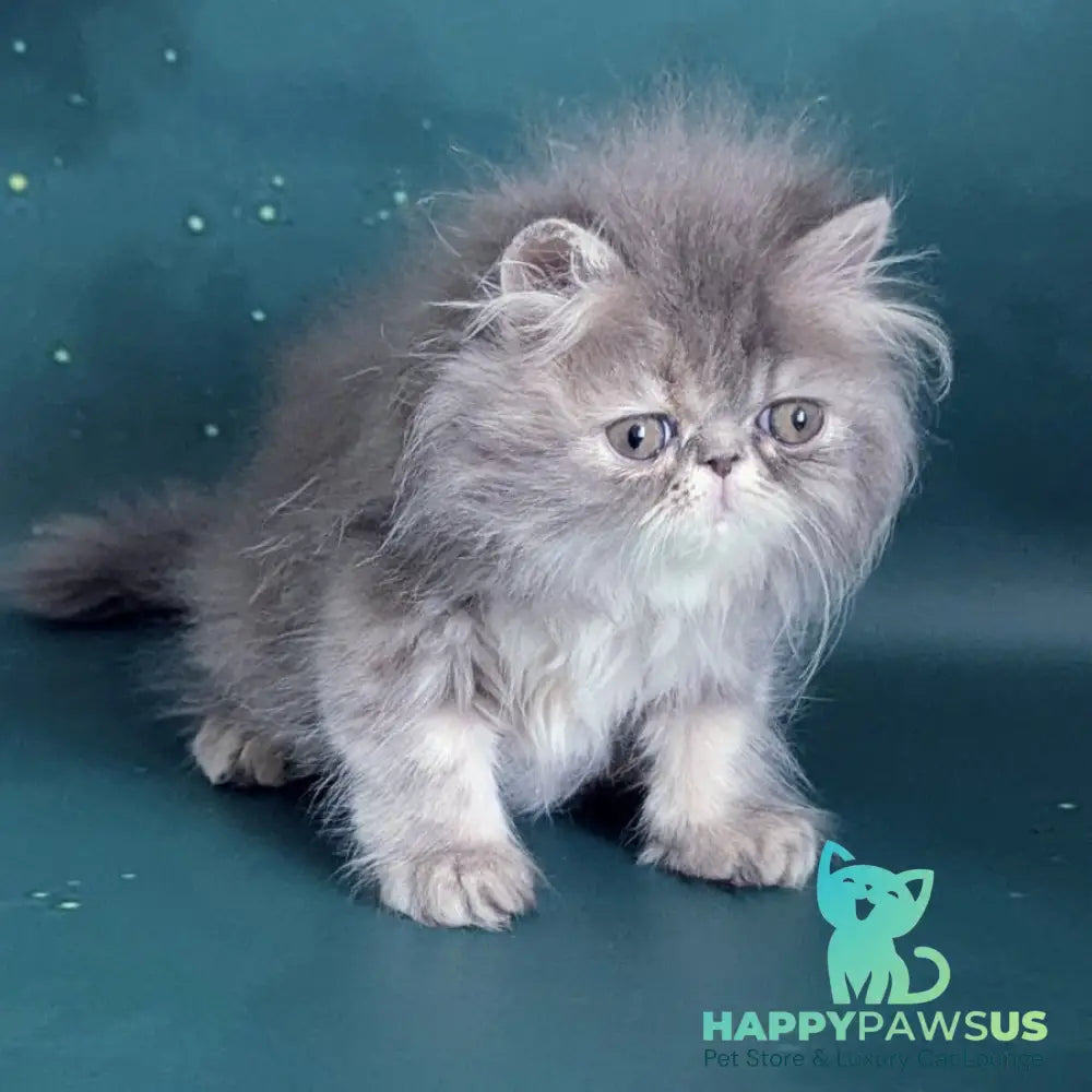 Patricia Persian female blue tortie - live animals