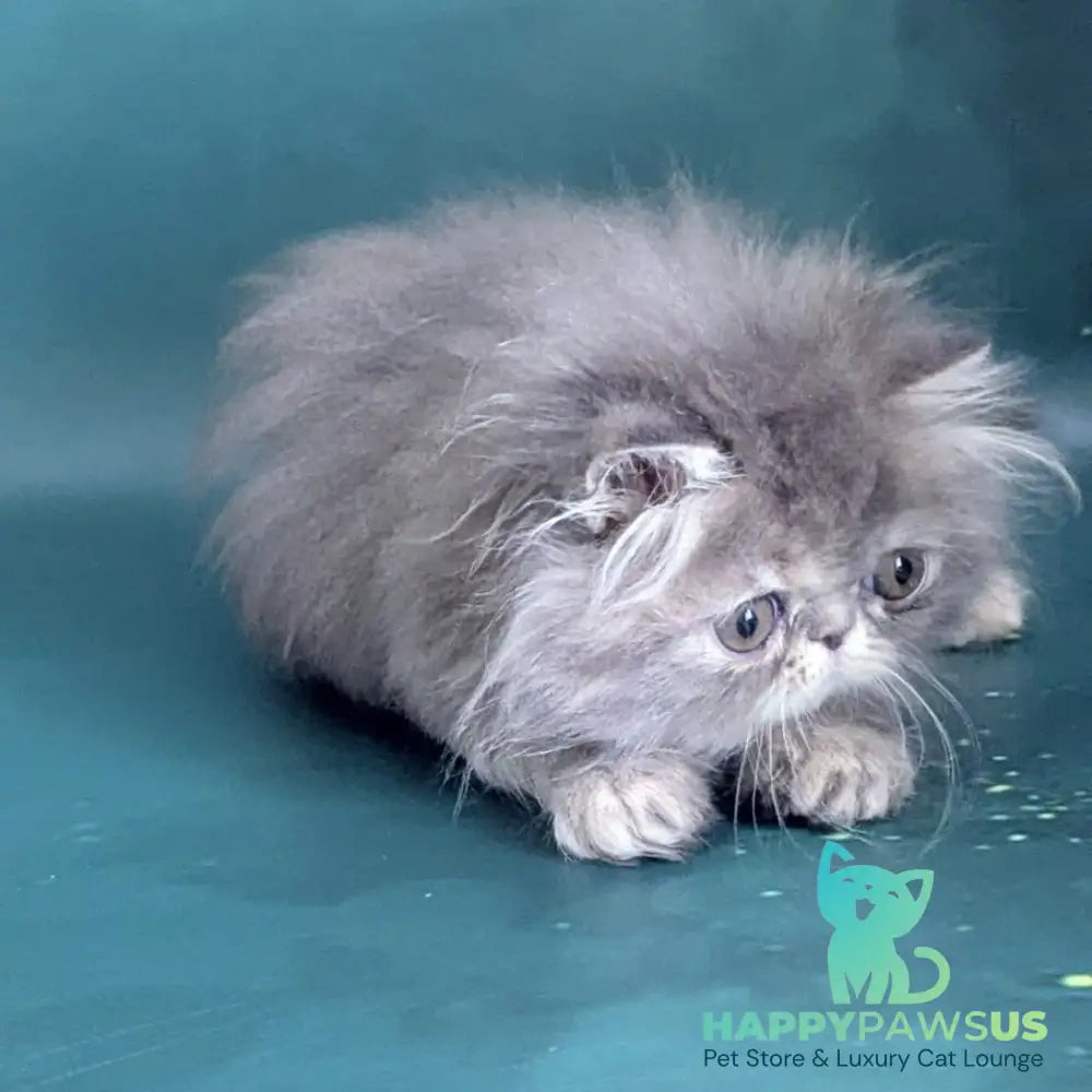 Patricia Persian female blue tortie - live animals