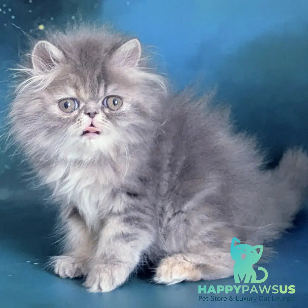 Patricia Persian female blue tortie - live animals