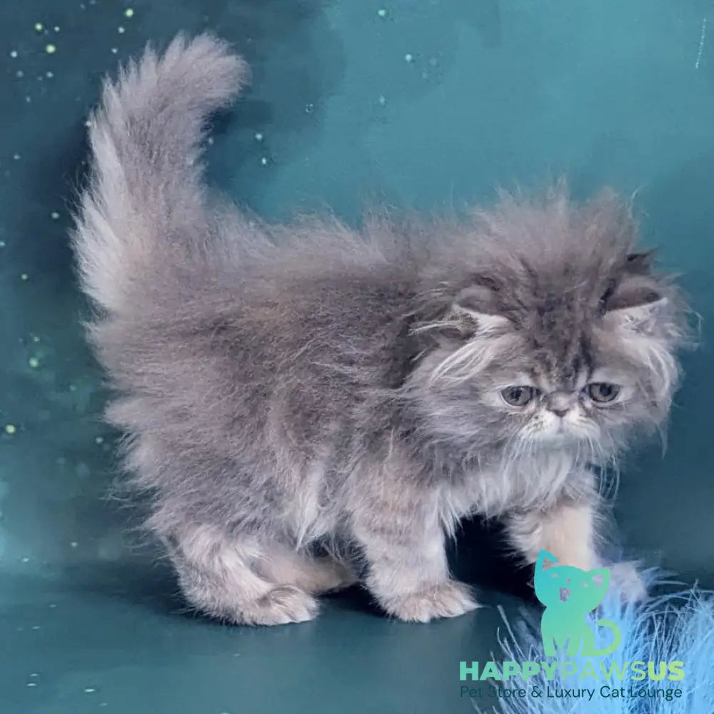 Patricia Persian female blue tortie - live animals