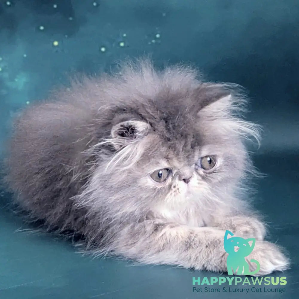 Patricia Persian female blue tortie - live animals