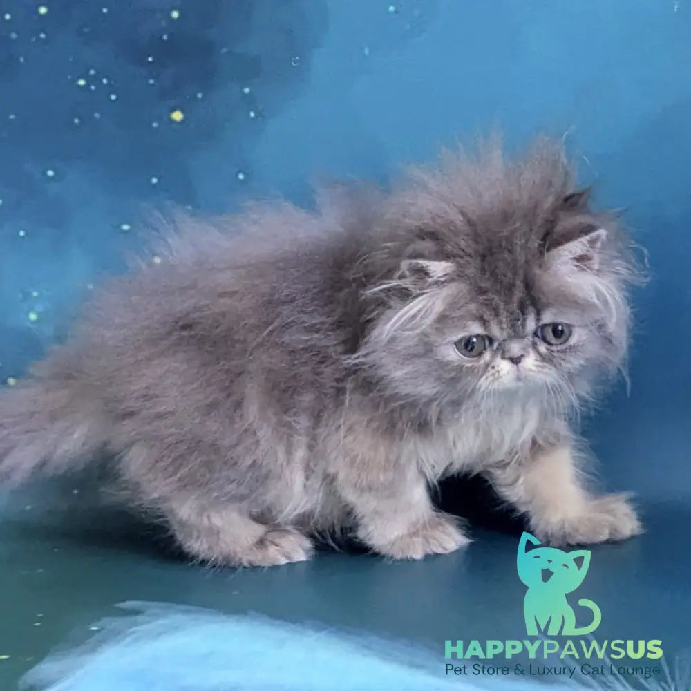 Patricia Persian female blue tortie - live animals