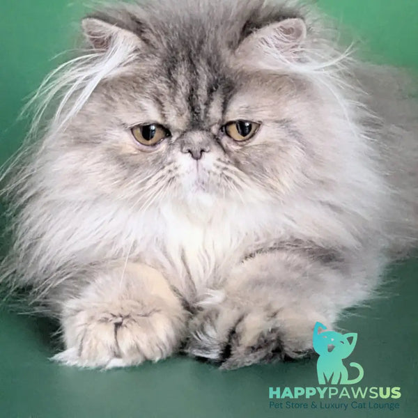 Patricia Persian female blue tortie - live animals