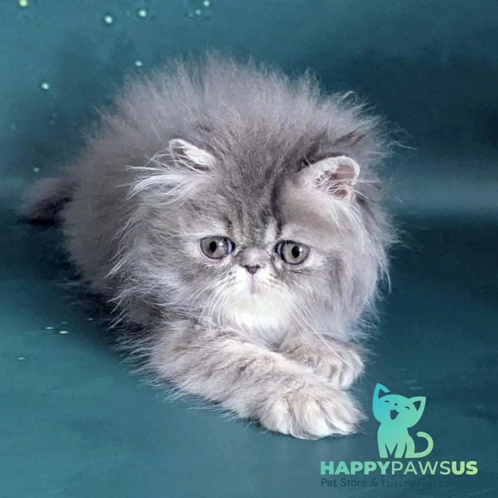 Patricia Persian female blue tortie - live animals