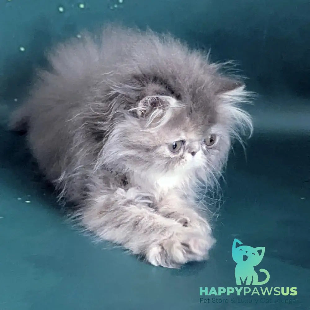 Patricia Persian female blue tortie - live animals