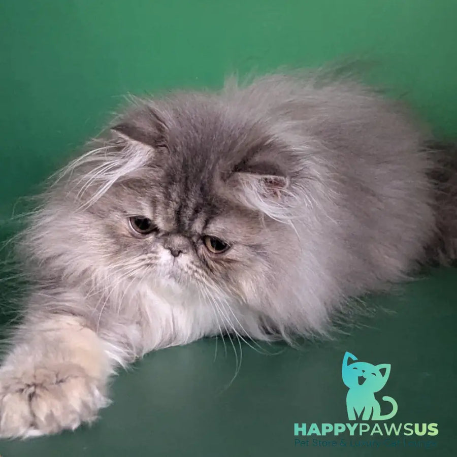 Patricia Persian female blue tortie - live animals