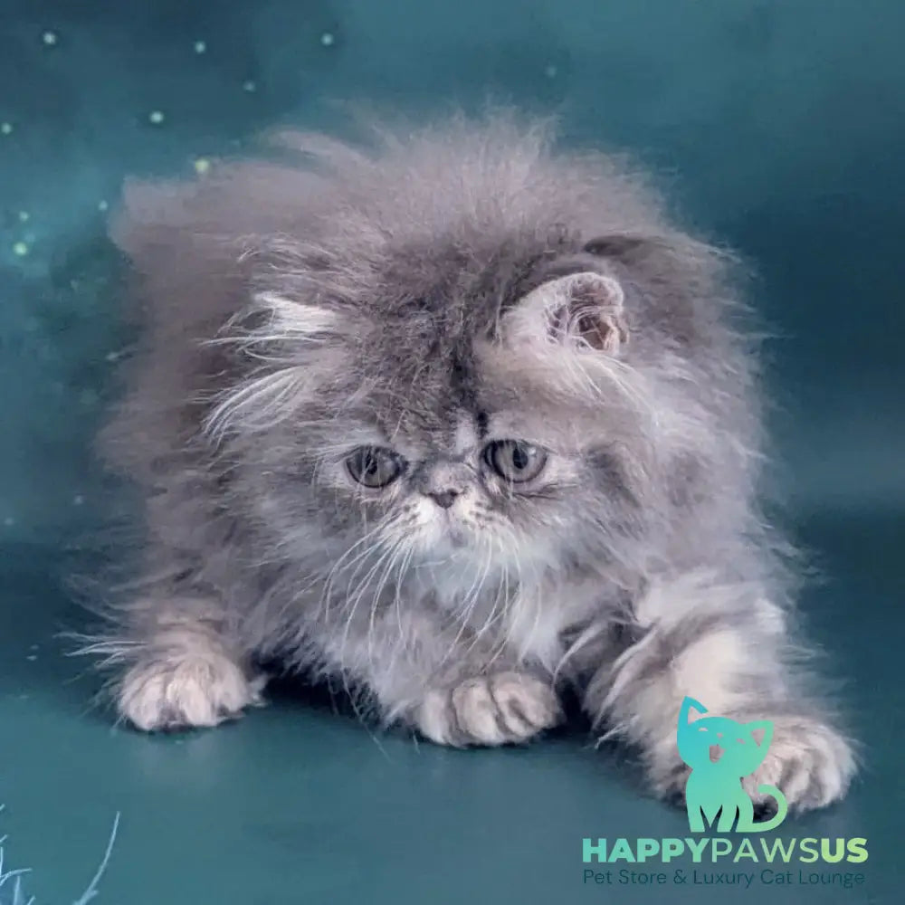 Patricia Persian female blue tortie - live animals