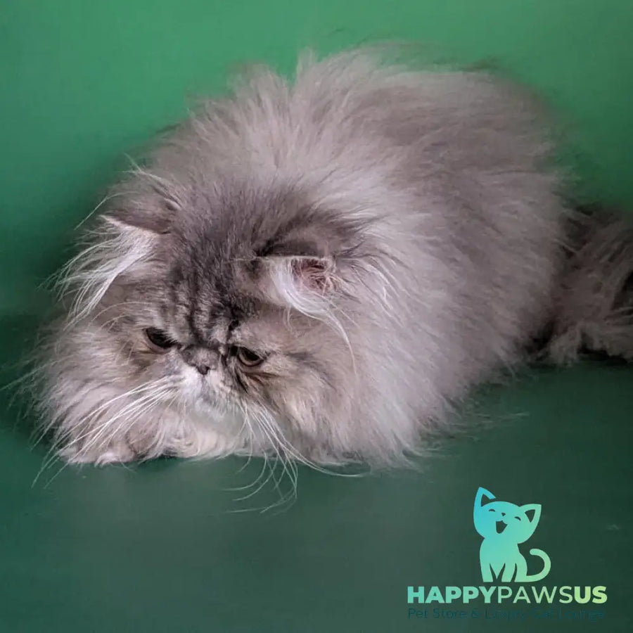 Patricia Persian female blue tortie - live animals
