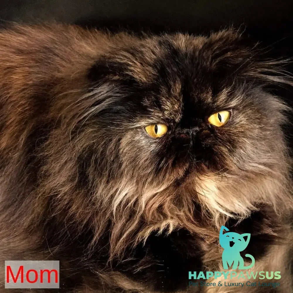 Patricia Persian female blue tortie - live animals