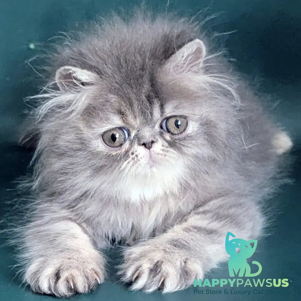 Patricia Persian female blue tortie - live animals
