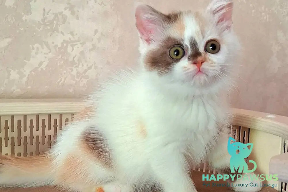 Patricia Selkirk Rex female chocolate tortie harlequin - live animals