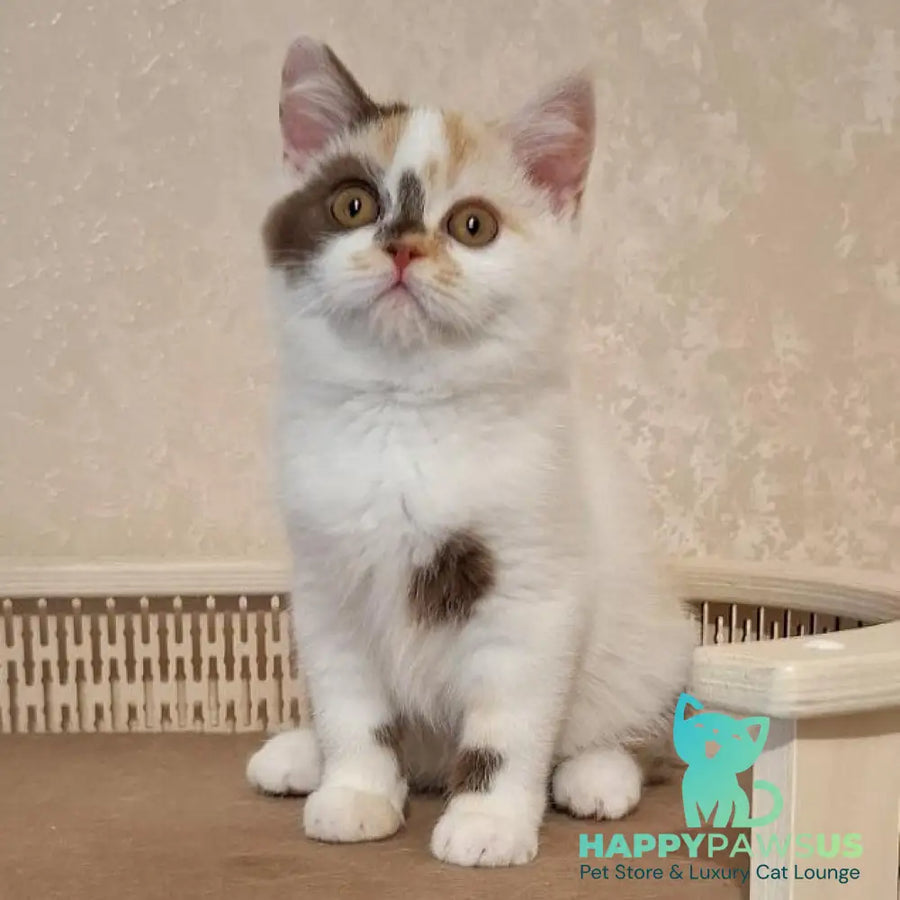 Patricia Selkirk Rex female chocolate tortie harlequin - live animals