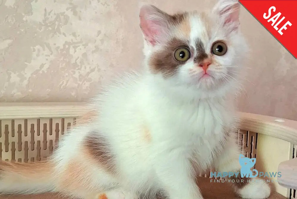 Patricia Selkirk Rex female chocolate tortie harlequin - live animals