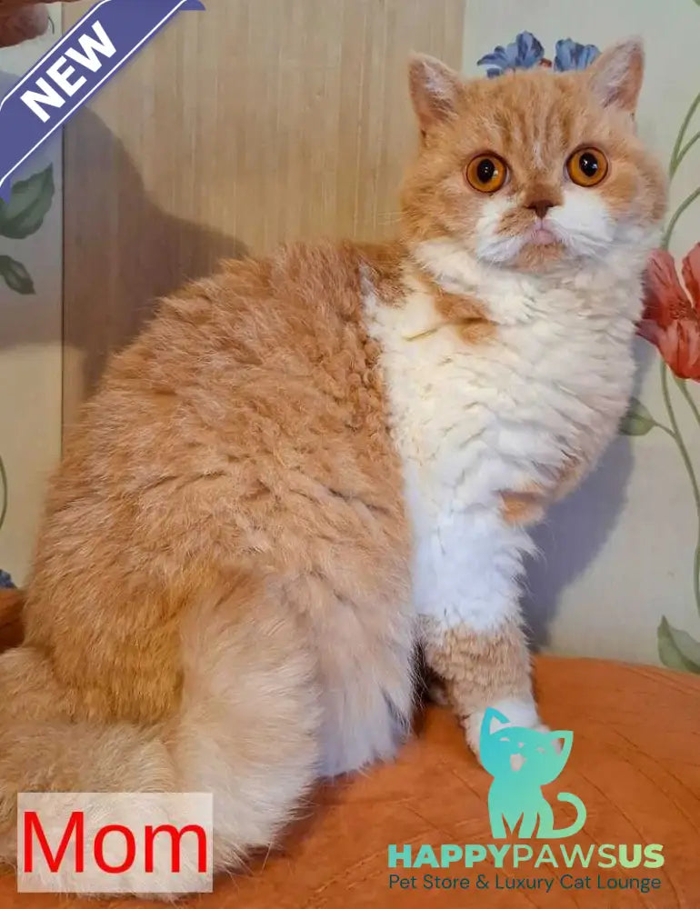 Patricia Selkirk Rex female chocolate tortie harlequin - live animals