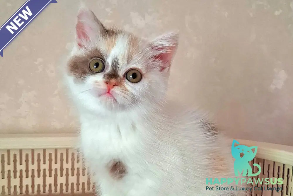 Patricia Selkirk Rex female chocolate tortie harlequin - live animals