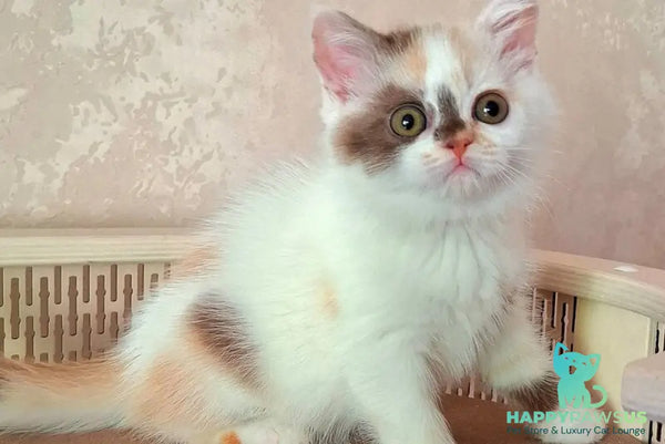 Patricia Selkirk Rex female chocolate tortie harlequin - live animals