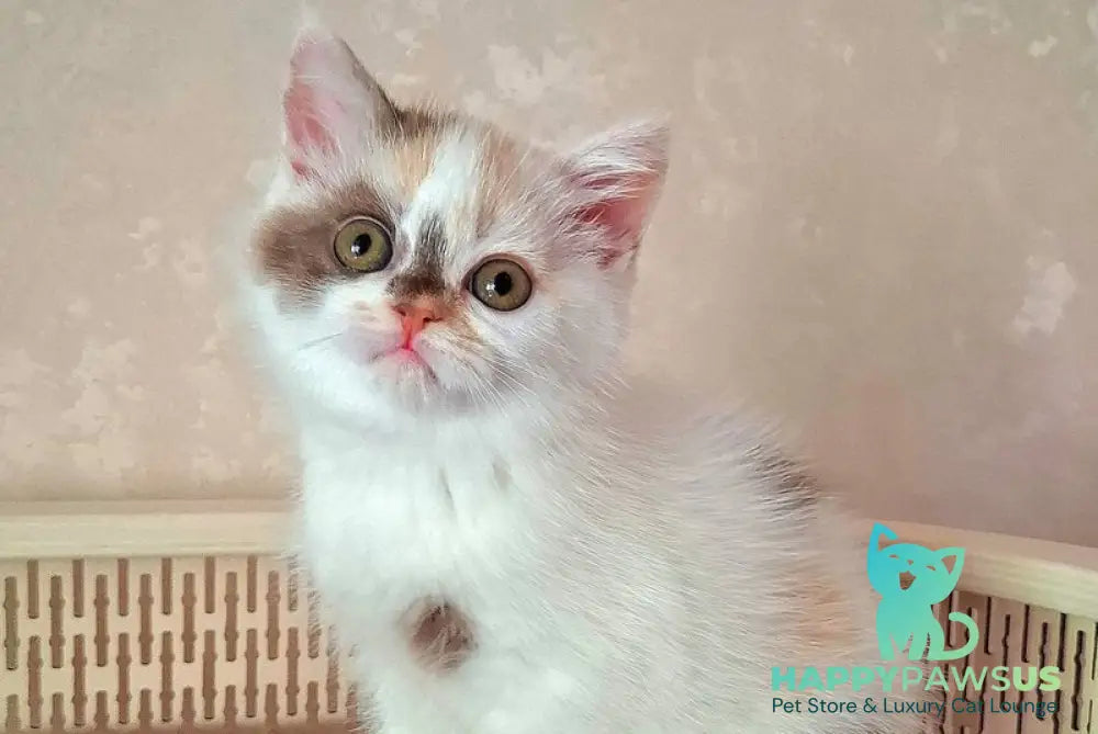 Patricia Selkirk Rex female chocolate tortie harlequin - live animals