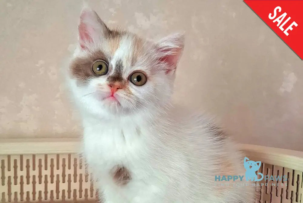 Patricia Selkirk Rex female chocolate tortie harlequin - live animals