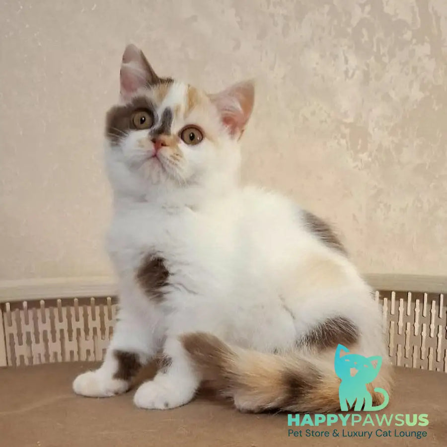 Patricia Selkirk Rex female chocolate tortie harlequin - live animals