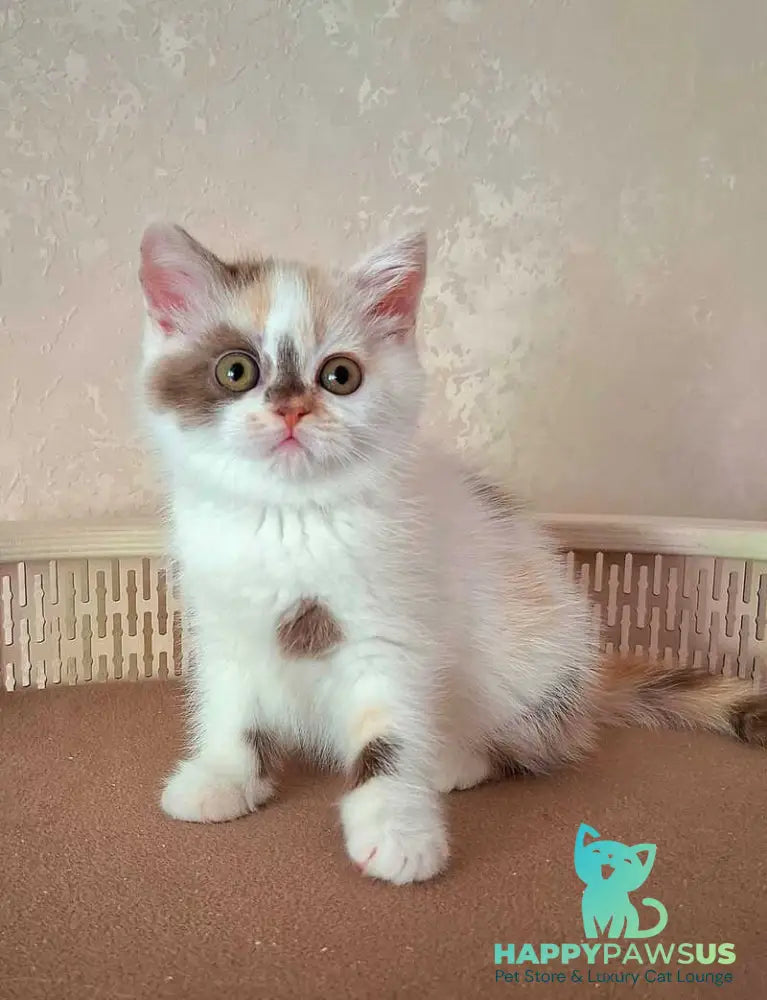 Patricia Selkirk Rex female chocolate tortie harlequin - live animals