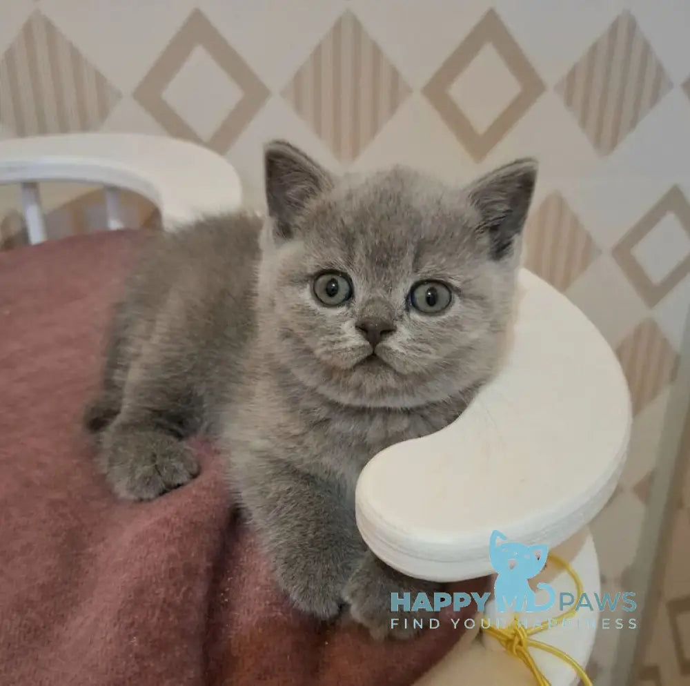 Patrick British Shorthair male blue live animals