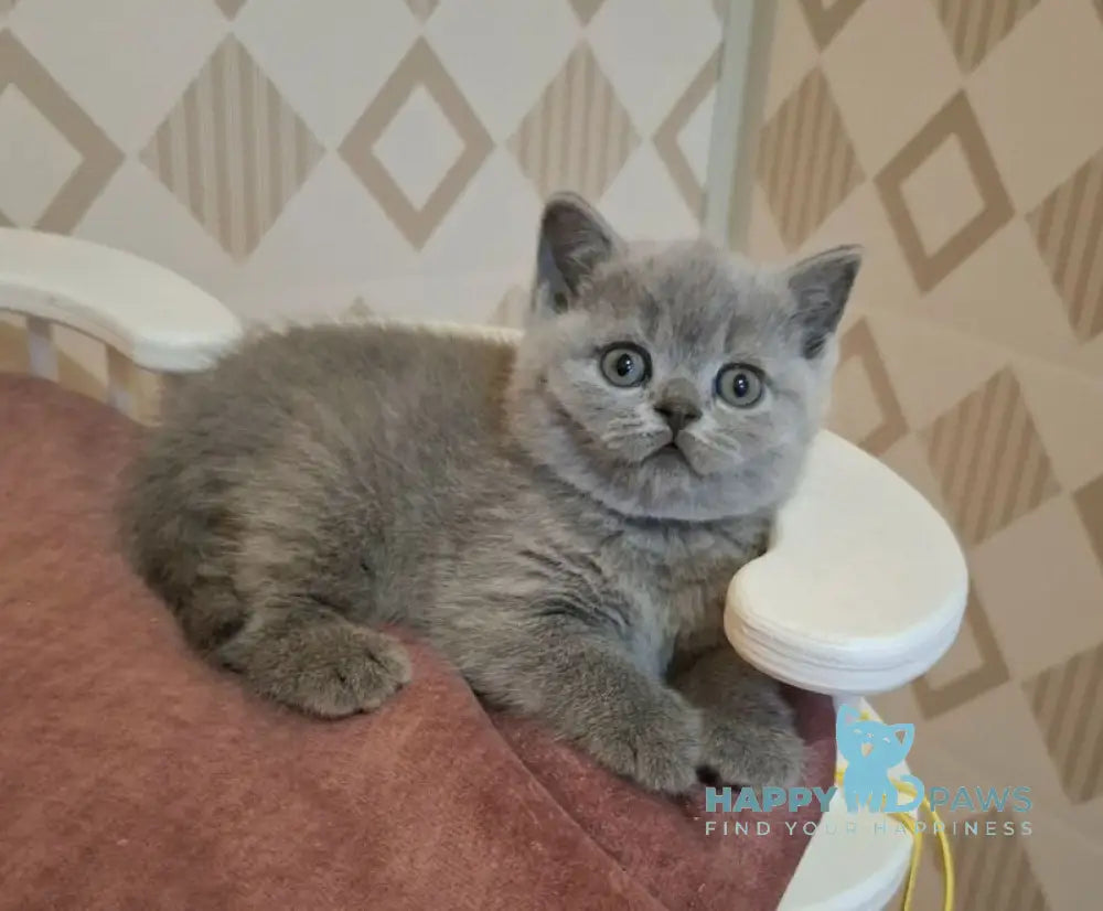 Patrick British Shorthair male blue live animals