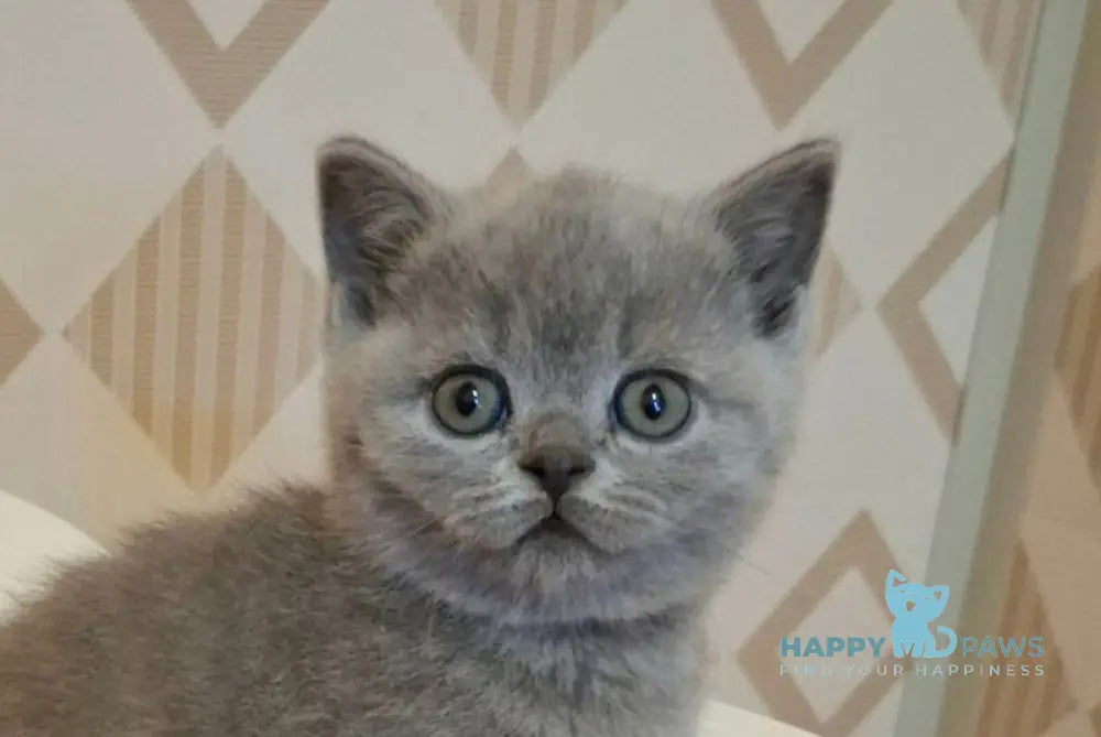 Patrick British Shorthair male blue live animals