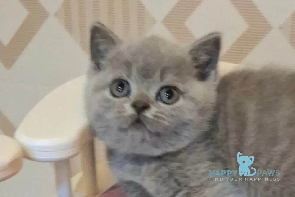 Patrick British Shorthair male blue live animals