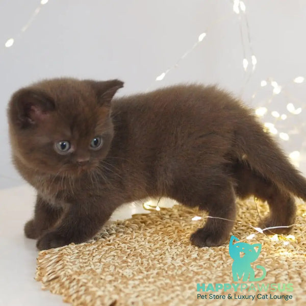 Patrick British Shorthair male chocolate - live animals