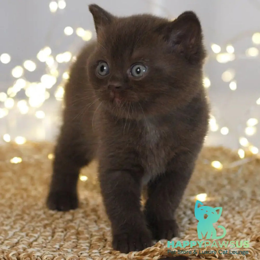 Patrick British Shorthair male chocolate - live animals
