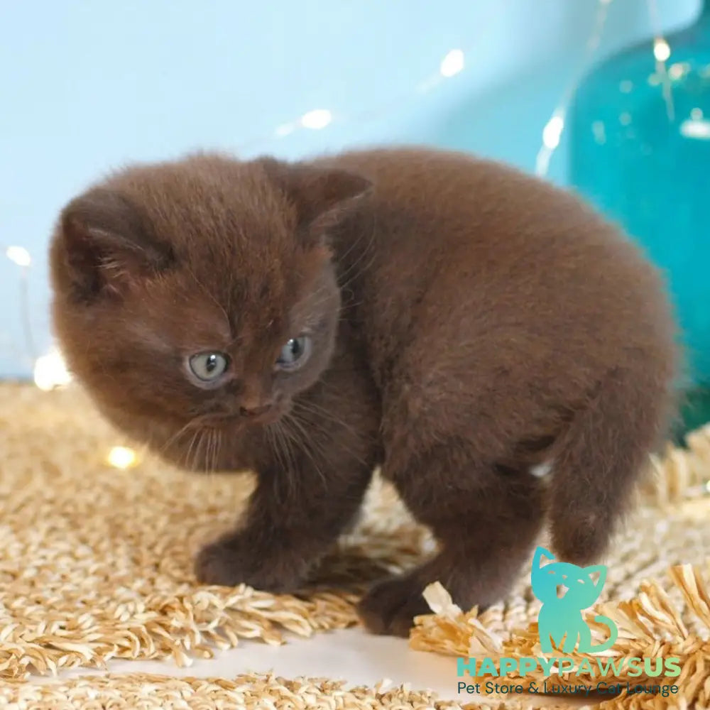 Patrick British Shorthair male chocolate - live animals