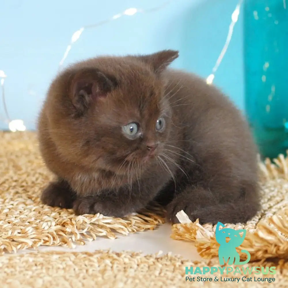 Patrick British Shorthair male chocolate - live animals