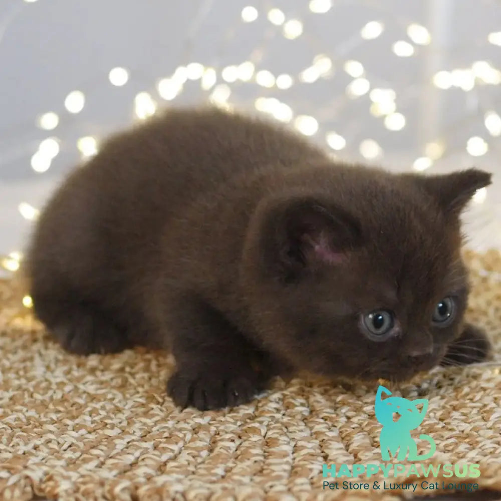 Patrick British Shorthair male chocolate - live animals