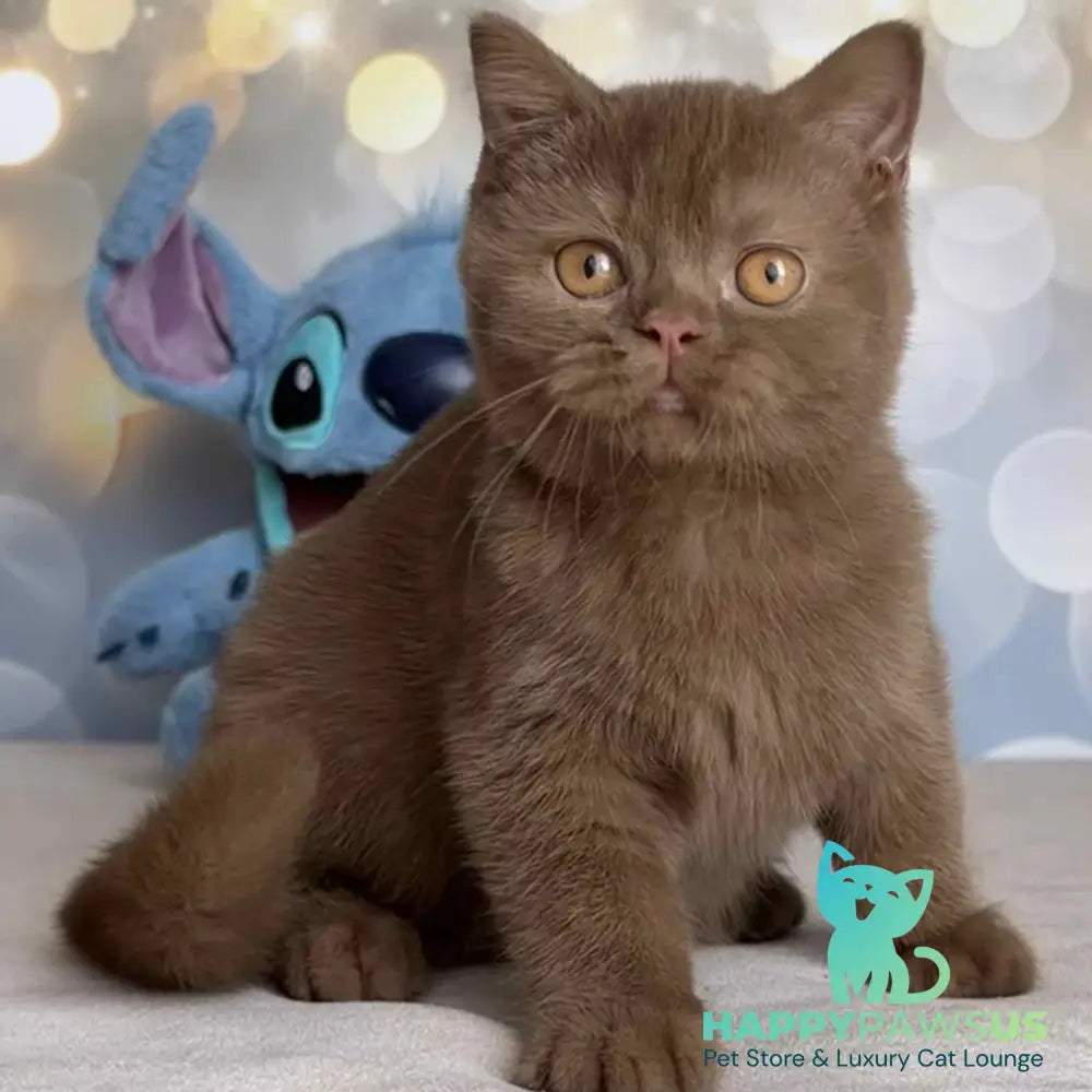 Patrick British Shorthair male cinnamon - live animals