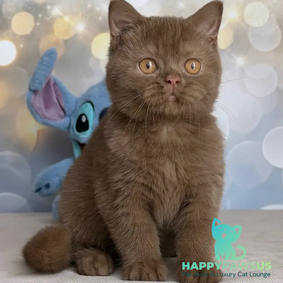 Patrick British Shorthair male cinnamon - live animals