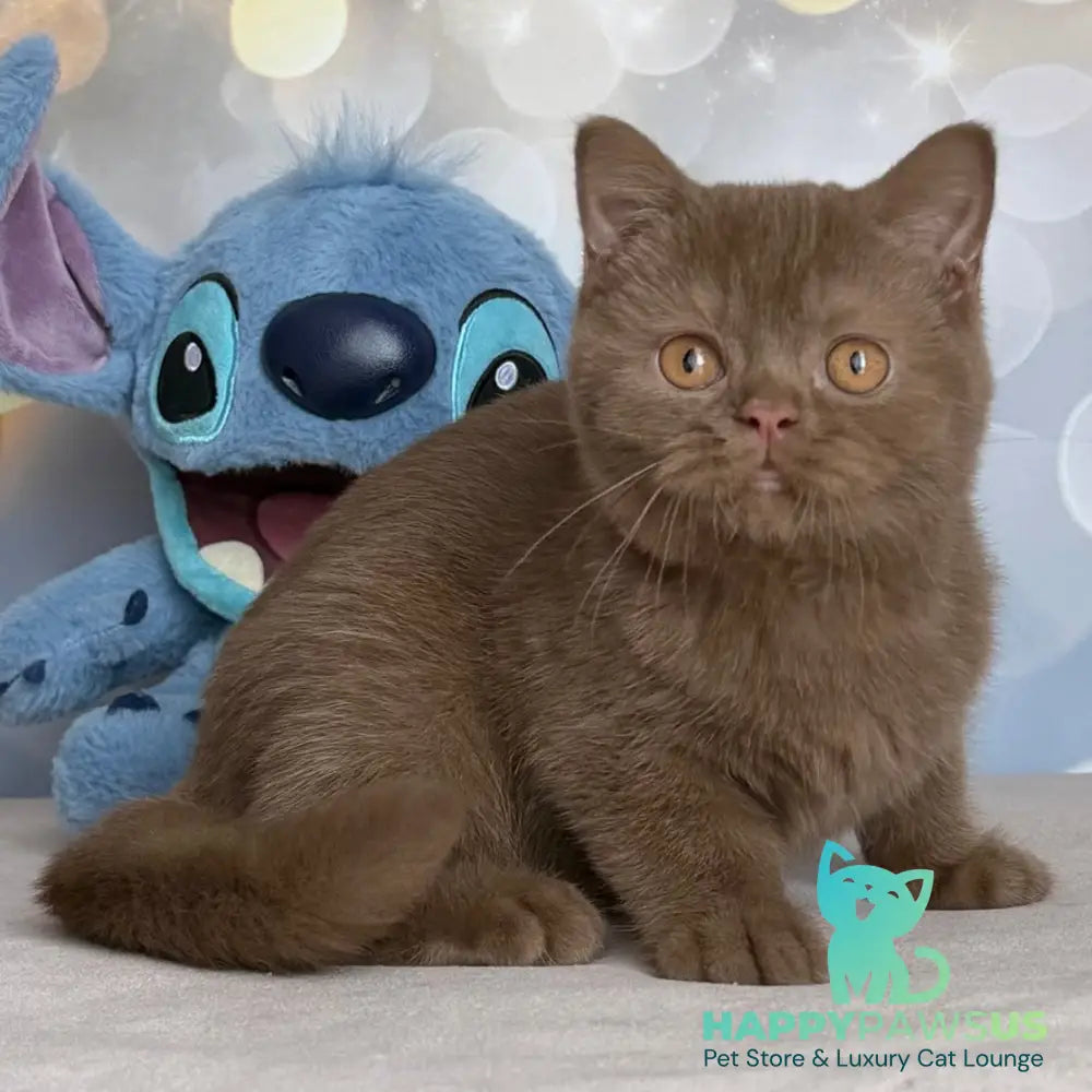 Patrick British Shorthair male cinnamon - live animals